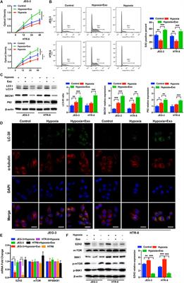 Amnion-Derived Mesenchymal Stem Cell Exosomes-Mediated Autophagy Promotes the Survival of Trophoblasts Under Hypoxia Through mTOR Pathway by the Downregulation of EZH2